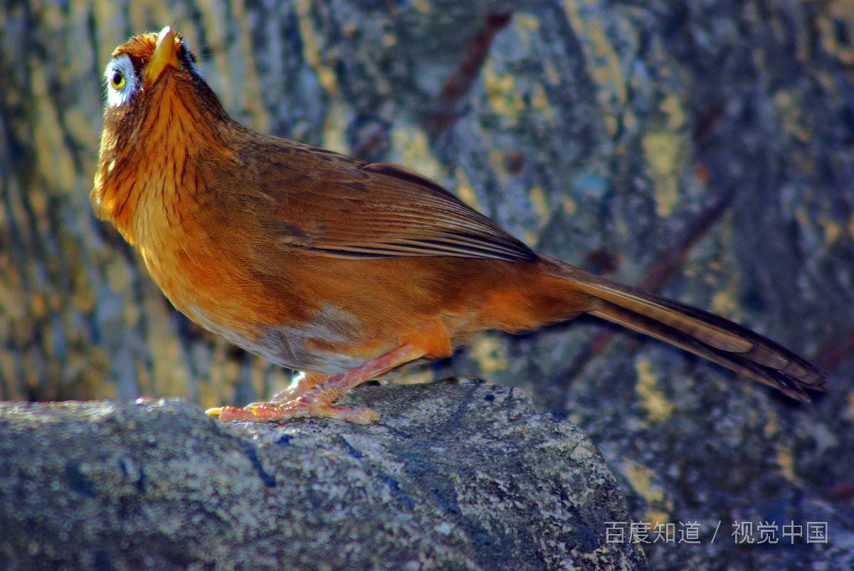 㭴这个字怎么读