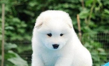 一男子借宿朋友家虐待宠物狗，虐狗行为是否违法？