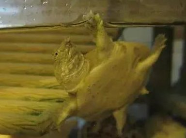 怎么在家里养小甲鱼