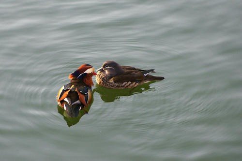 只羡鸳鸯不羡仙的上一句或下一句是什么啊？
