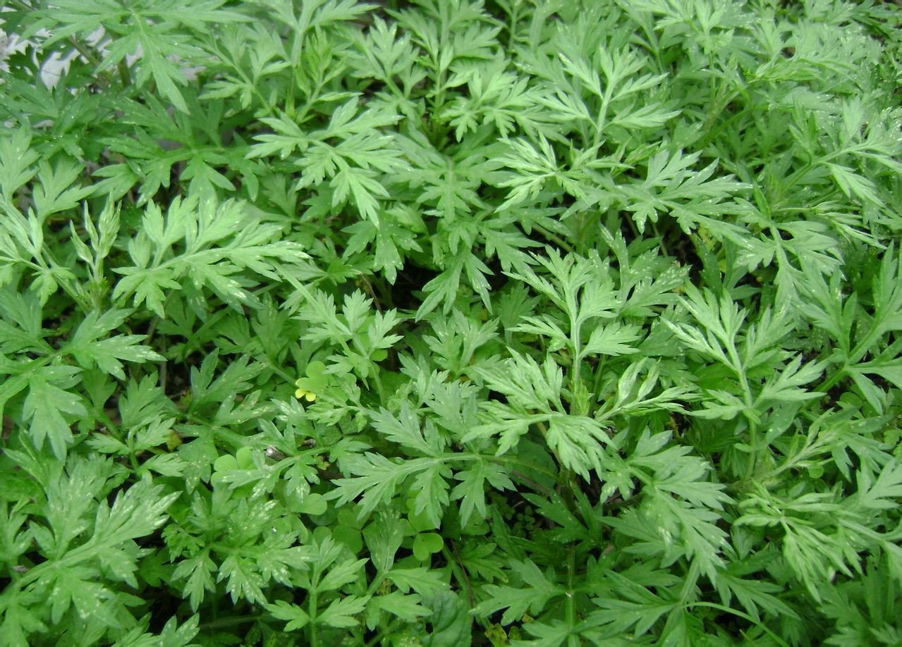 端午节艾蒿的作用