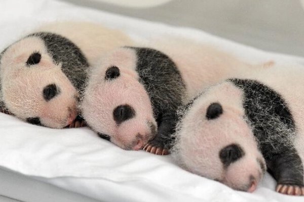 全球唯一大熊猫三胞胎满8周岁,熊猫最长能够活多久?