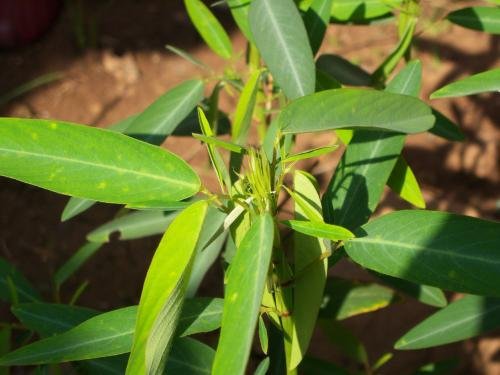 跳舞草是如何跳舞的?