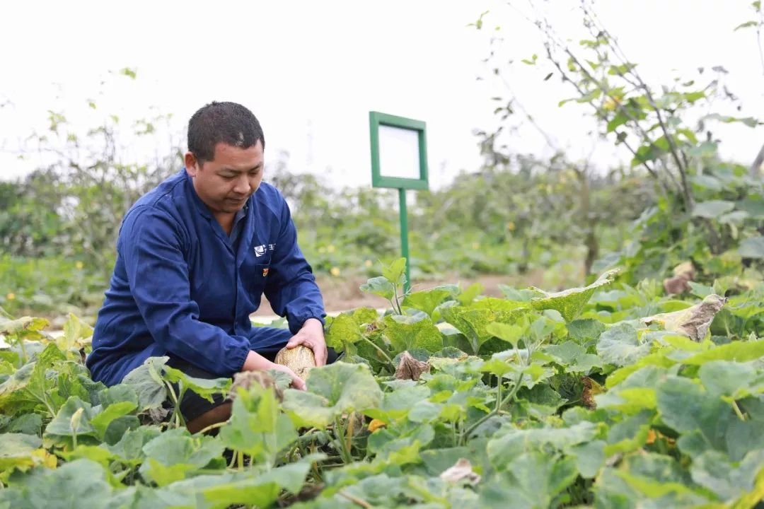 湖南湘阴一男子，辞掉公务员回乡当农民，他在家乡发展的怎么样？