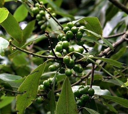 山苍子的作用与功效是什么？