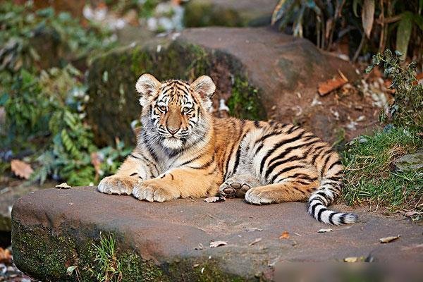 麻醉人员谈围捕东北虎细节,用麻药抓捕动物有什么优点?