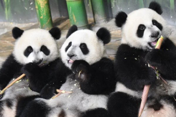 全球唯一大熊猫三胞胎满8周岁,熊猫最长能够活多久?