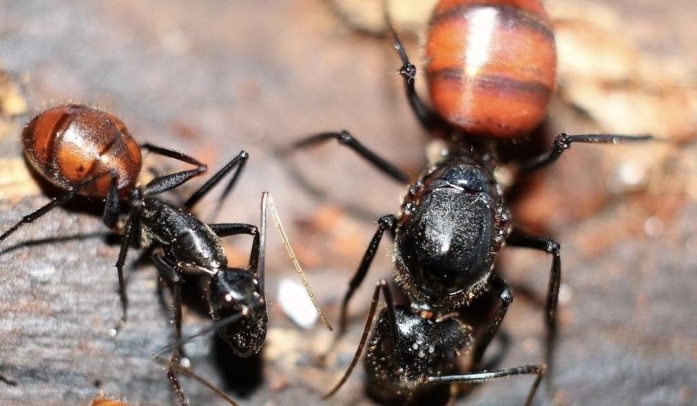 广州查获50只巨人恐蚁，这种动物危害有多大？