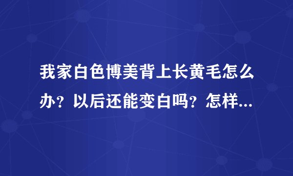 我家白色博美背上长黄毛怎么办？以后还能变白吗？怎样才能让他变白？