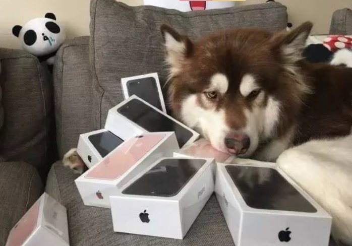 王思聪养的那只阿拉斯加犬叫什么名字