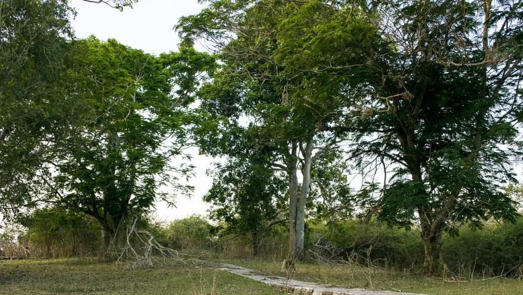 关于女贞的资料
