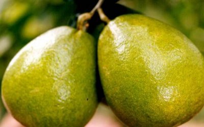 四川特产有哪些啊?