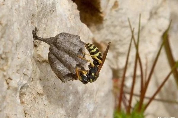 马蜂与蜜蜂有何区别?