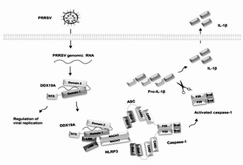 病原相关分子模式的模式识别受体
