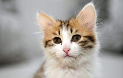 关于猫的一些资料(常识)?