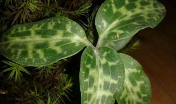 银线莲图片功效和作用是什么？