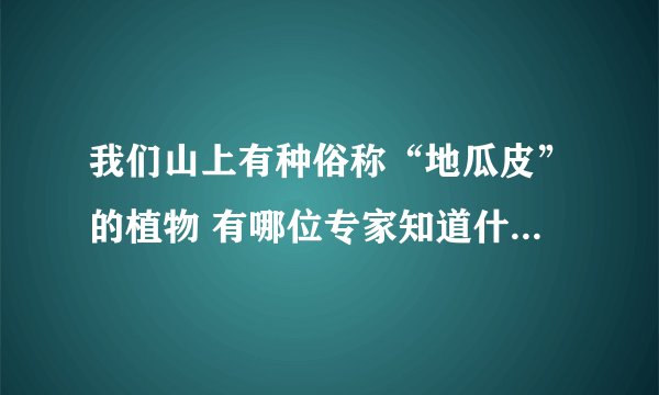 我们山上有种俗称“地瓜皮”的植物 有哪位专家知道什么？雨后很多，类似于海带，能熬粥喝