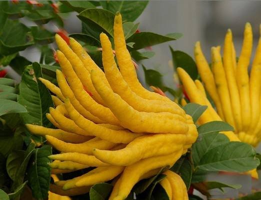 佛手果有什么营养价值