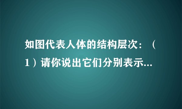 如图代表人体的结构层次：（1）请你说出它们分别表示人体那一结构层次①______②______③______④______
