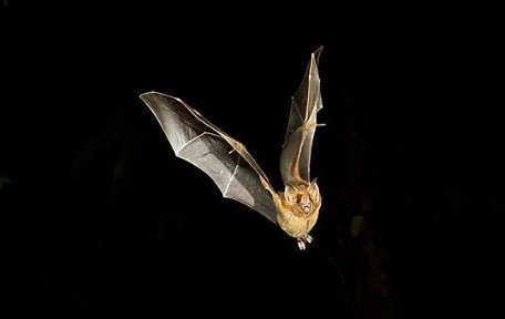 蝙蝠总在下半夜飞进房间是吉是凶