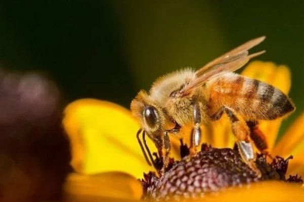 马蜂与蜜蜂有何区别？