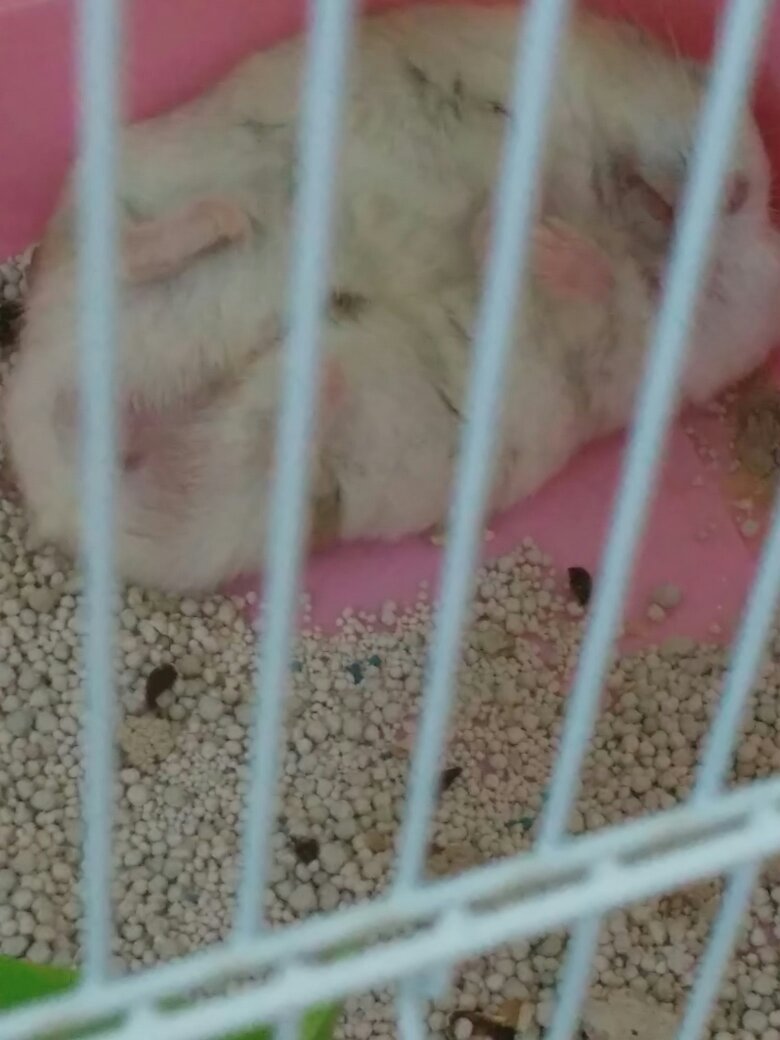 幼仓鼠怎么分辨公母，求图