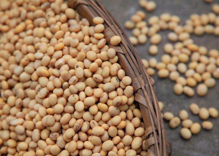 如何辨别转基因大豆