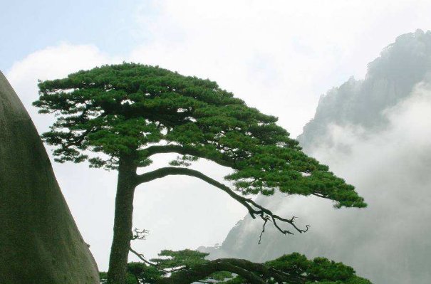 松树的叶子是什么形状的?