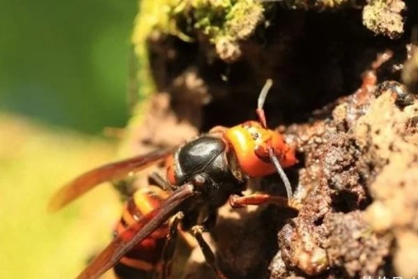 马蜂与蜜蜂有何区别?