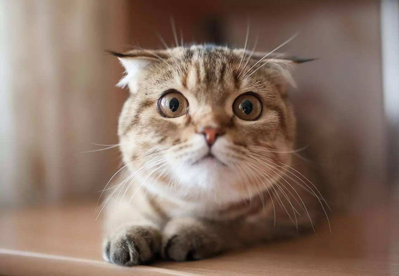 关于猫的一些资料(常识)?