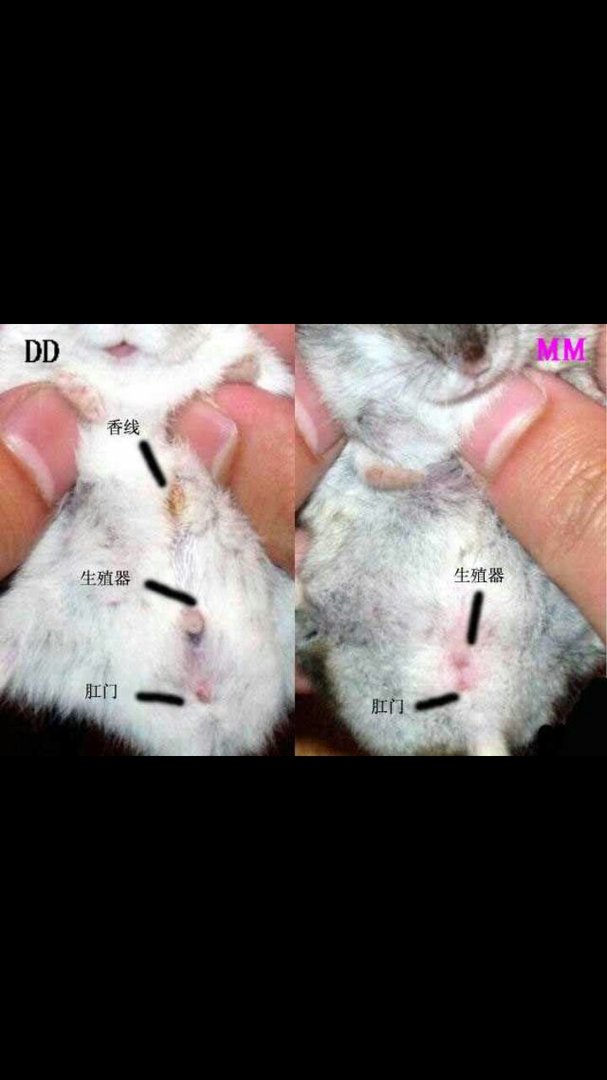 幼仓鼠怎么分辨公母，求图