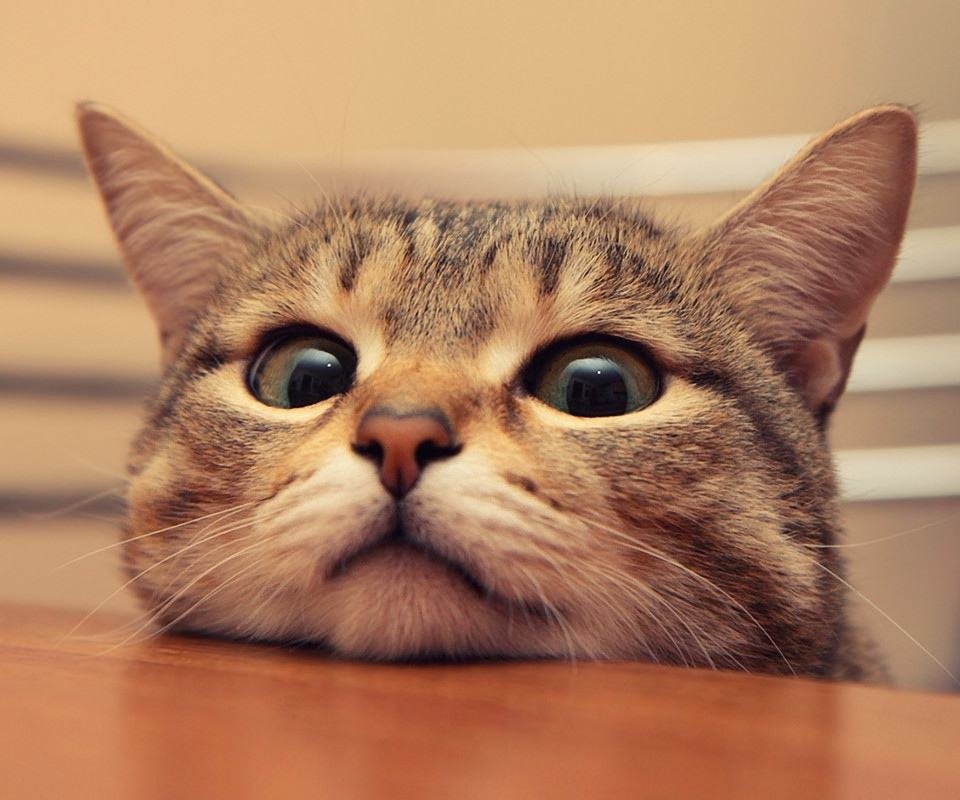 关于猫的一些资料(常识)?