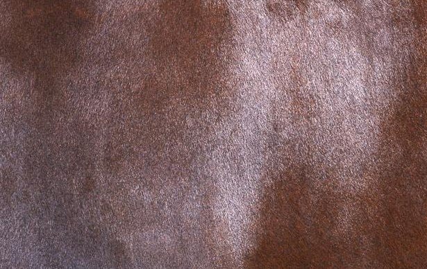 如何辨别真假狐狸毛