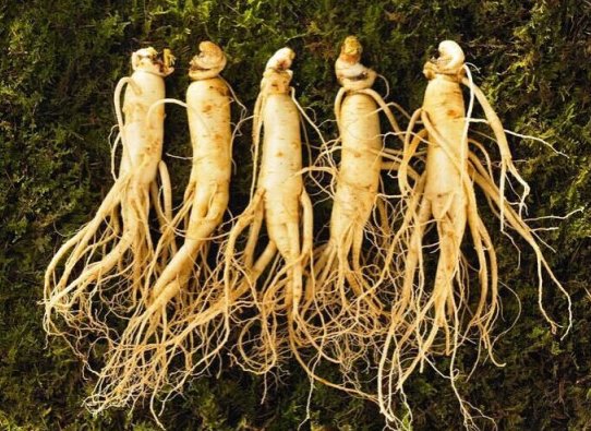 参有多少种类,有什么功能？