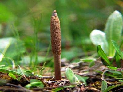 冬虫夏草是怎么长出来的?