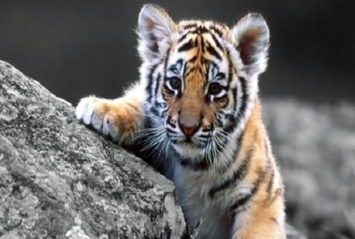 虎落平阳被犬欺的平阳指的是什么地方，里面又有什么故事？