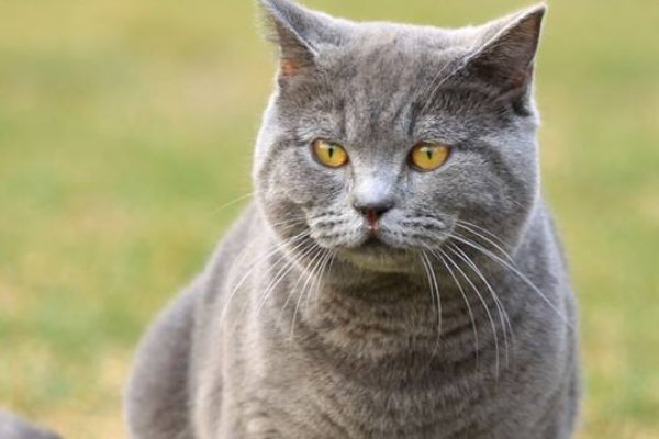 蓝猫贵还是蓝白猫贵