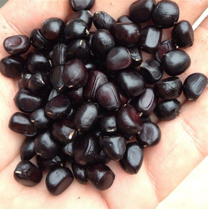 牡丹花籽怎么种