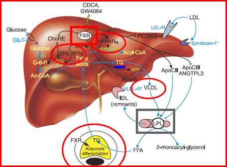 胆汁酸的肝肠循环定义是什么？