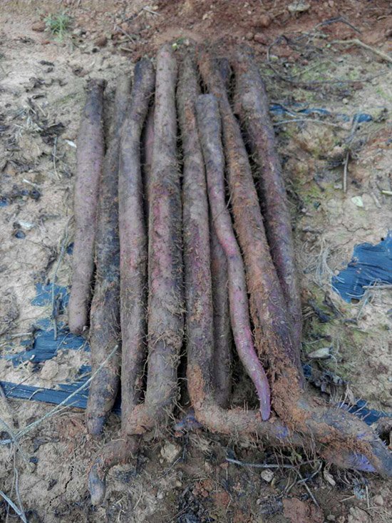 城市紫线管理办法的修改决定