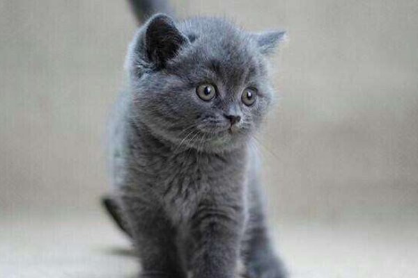 蓝猫贵还是蓝白猫贵