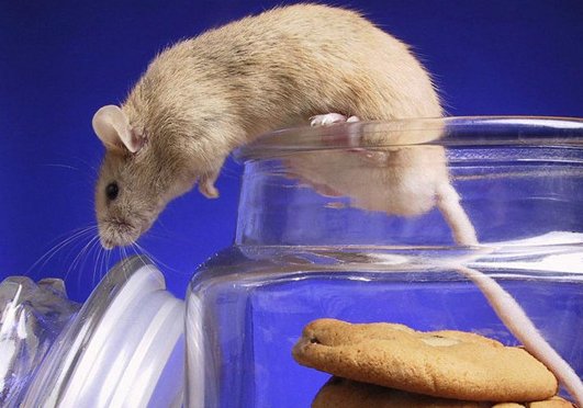 如何快速有效消灭老鼠?