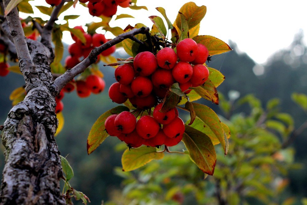 果实累累中的“累累”怎么读？是几声？