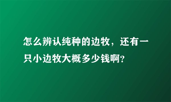 怎么辨认纯种的边牧，还有一只小边牧大概多少钱啊？