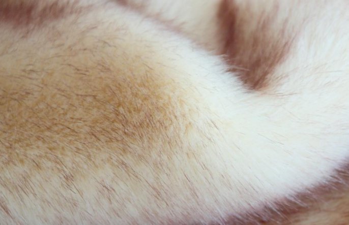 如何辨别真假狐狸毛