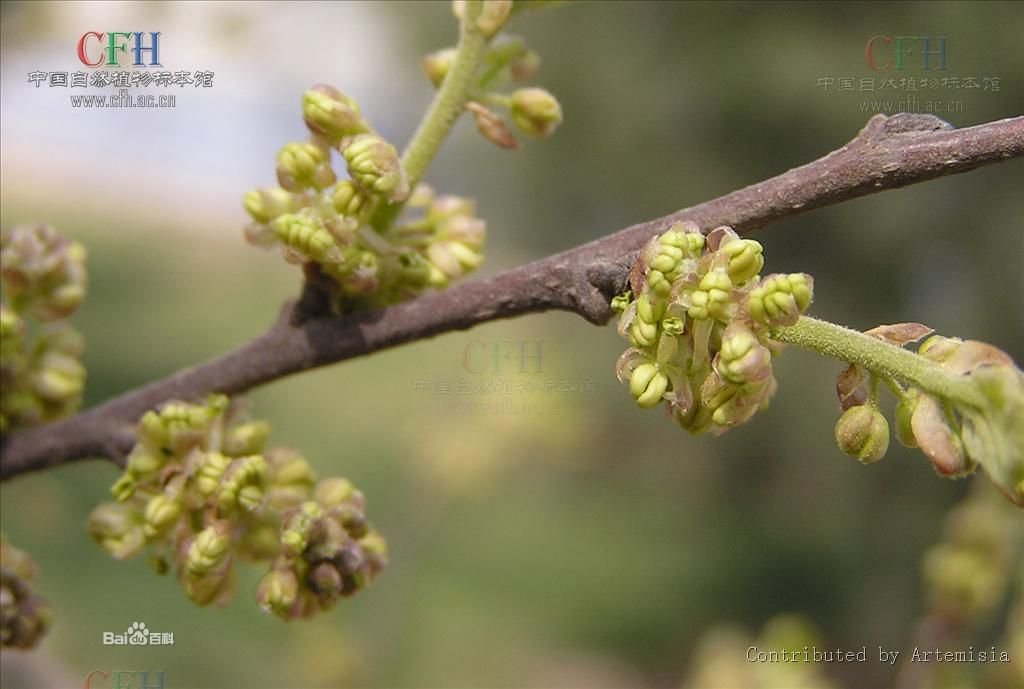 植物朴树的花是什么样子的？ 最好带上图，谢谢~