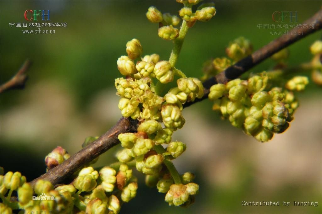 植物朴树的花是什么样子的？ 最好带上图，谢谢~