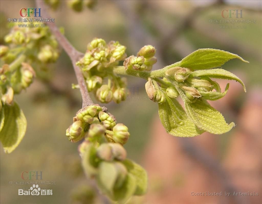 植物朴树的花是什么样子的？ 最好带上图，谢谢~