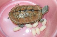 乌龟蛋营养价值？