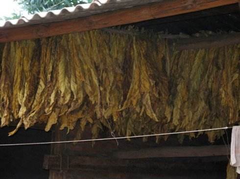 请问十二节气歌中白露烟上架一句 烟上架指的是什么？谢谢